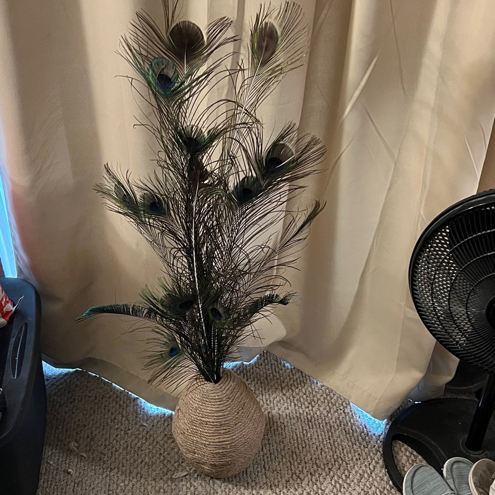 Decorative Peacock Feather Arrangement